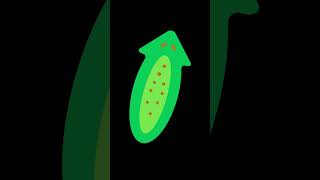 Phylum Platyhelminthes taxonomic facts 11bio [upl. by Scotty]