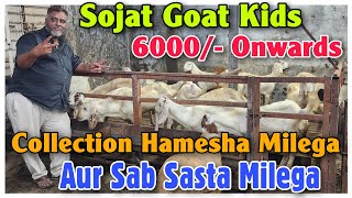 6000 Onwards Sojat Goat Kids At NADIM BHAI  Sojat Bakri Ke Bacche In Bhiwandi [upl. by Ait]