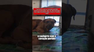 Esse cachorro foi abandonado e teve o coração partido cachorro históriaanimal pets dog [upl. by Anifad953]