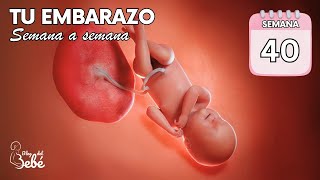 ❤️ Semana 40 de embarazo 🤰 Síntomas consejos y desarrollo del bebé  El embarazo semana a semana [upl. by Anayt]