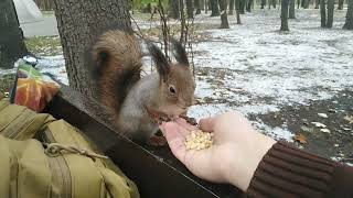 Немного Толстой Белка Коломенское  A little Thick Squirrel Kolomenskoye [upl. by Melquist858]