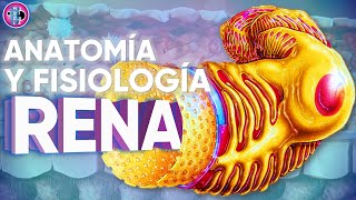 ✅☑️ ANATOMÍA Y FISIOLOGÍA RENAL en 45 minutos  NEFRONA GLOMÉRULO FILTRACIÓN REABSORCIÓN [upl. by Coben]