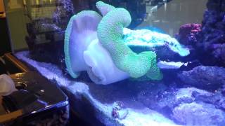 The carpet anemone moving around our tank [upl. by Silado]