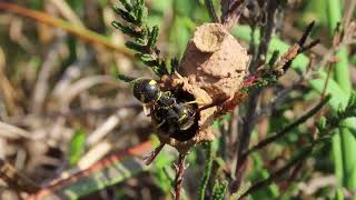 Heath Potter Wasp Eumenes coarctatus building double pot Bovey Heath Devon 19 September 2024 [upl. by Maise]