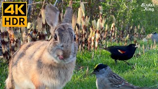 Videos for Cats to Watch 😺 Cute Birds Squirrels Bunnies on the Green Grass 🐰 8 Hours4K HDR [upl. by Catharine]