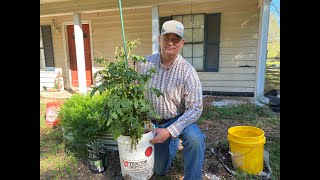 Front Yard Container Vegetable Garden and Citrus Orchard big surprise from loquat tree [upl. by Mcintosh]