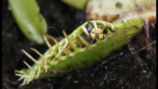 Dionaea Muscipula VS Wasp  Pianta Carnivora VS Vespa [upl. by Rocca]