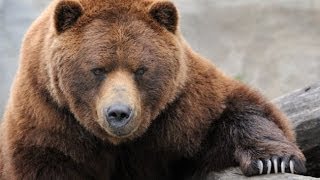 Grizzly River  Grizzly Bears Nature Documentary [upl. by Reilly302]