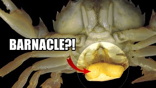 Parasitic Barnacle Facts the BARNACLE Youve NEVER HEARD OF 🤮 [upl. by Rugen]