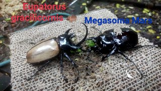 Rhinoceros beetle battle  Eupatorus gracilicornis 95 mm vs Megasoma mars 92 mm [upl. by Uwton]