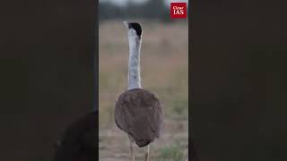 Great Indian Bustard  Environment  UPSC  ClearIAS [upl. by Deelaw]