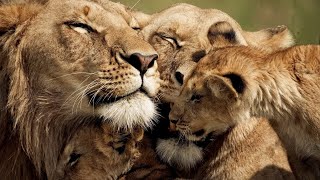 The Strongest LION PRIDE in Luangwa Valley  National Geographic Documentary 2020 Full HD 1080p [upl. by Llerej358]