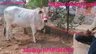 top  Haryanacow milk capacity 16kg Sandeep 8198986050🌹 Rajput dairyfarm 🌹 Haryana Bhiwani [upl. by Baal859]