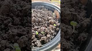 Seed germination in food boxfast germination best out of waste [upl. by Hastie]