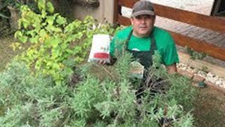 Todos os segredos para saber plantar lavanda em vaso em casa [upl. by Golanka]