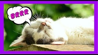 Ronronnement Du Chat Relaxant Pour Dormir Et Bien Dormir  Bruit Blanc Relaxation [upl. by Farnsworth24]