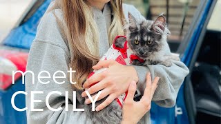 Meet Cecily  A Black Smoke Maine Coon Kitten [upl. by Haimrej895]