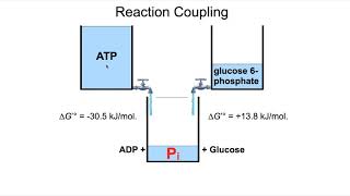 Converting Endergonic reactions to Exergonic reactions [upl. by Inalej]