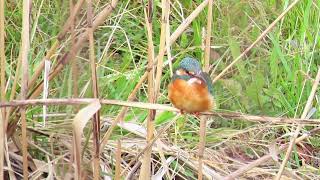 残堀川のカワセミ 寄せ集め MVI8041他 Kingfisher [upl. by Rydder]