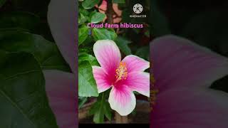 Cloud farm hibiscus 🌺shortsfeed homegardens youtubeshorts nature plants shorts [upl. by Deina]