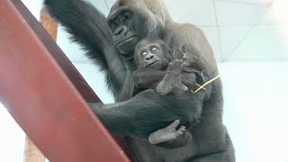 Female Gorilla Takes Baby Without Permission [upl. by Julissa]