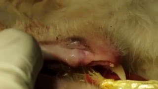 A cat has a malar abscess Pt 2 [upl. by Winthorpe]