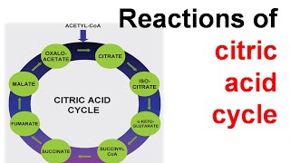 Citric acid cycle explanation [upl. by Ybbil]