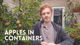 How to Grow Apples in Containers  A Detailed Guide [upl. by Jazmin]