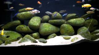 130g African Cichlid Mbuna Aquarium  Tank  Natural Lake Malawi Biotope [upl. by Ihsar355]