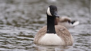 Canada Goose  Sony A7s iii  200600mm  Zoom F3  Clippy EM272Z1  4K 120 [upl. by Kramal]