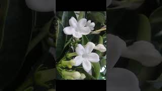 Jasmine Stephanotisfloribundabeautiful flower vine fragrant blooms garden love gardening [upl. by Yrolam]