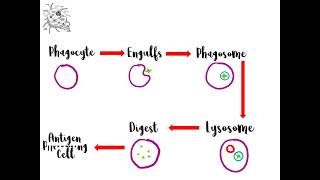 Topic 2 Phagocytosis AQA ALevel Biology [upl. by Maiocco]