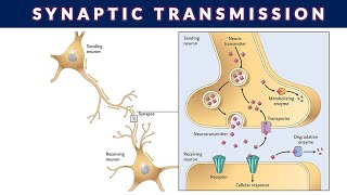 SYNAPTIC TRANSMISSIONSYNAPTIC TRANSMISSION OF NERVE IMPULSE [upl. by Keverian]