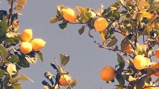 a playlist when feeling lost when life throws you at lemons [upl. by Toll]