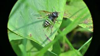 Parasitic Yellow Jackets Dolichovespula arctica and Gratiola neglecta Clammy Hedgehyssop [upl. by Celeste]