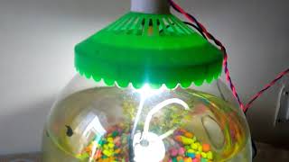 Complete molly fish bowl setup2019 [upl. by Gora]