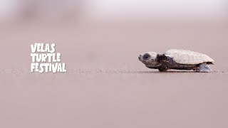 Velas Turtle Festival 2022  Interview of Mohan Upadhyay [upl. by Lewin]