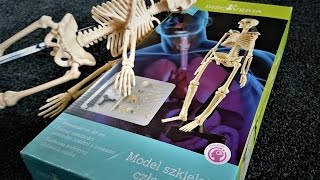 Otwiera Model szkieletu CZŁOWIEKA Anatomia  UNBOXING [upl. by Yllom253]