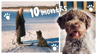 10 month old Lagotto Puppy not listening so much anymore Februray 2023 [upl. by Legna]