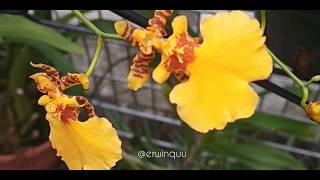 Oncidium Flexuosum [upl. by Goodrich]