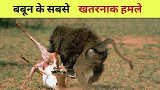 बबून के सबसे खतरनाक हमलेThe most dangerous attacks by baboons [upl. by Atteram]