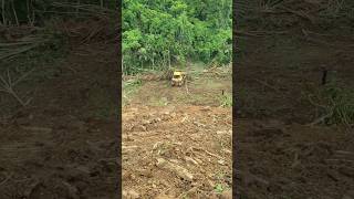 Bulldozers quick work Clearing plantation land bulldozer heavyequipment dozer [upl. by Arocal123]