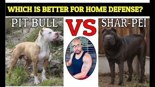 Chinese Fighting Dog Shar Pei VS Pit Bull quotWho Will Winquot [upl. by Vookles]