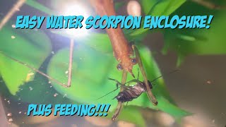 Easy Water Scorpion Enclosure Plus Feeding [upl. by Ayamat]