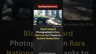 Rare Black Leopard captured for the first time in Camera nepal blackleopard leopard nepalinews [upl. by Kirsteni]