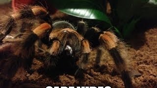 Mexican Red Knee Tarantula Care  Brachypelma Smithi [upl. by Eleon]