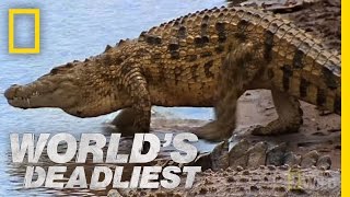 Croc Attack  Worlds Deadliest [upl. by Tarryn491]