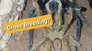 Tarantula Cross Breeding [upl. by Ahidam398]