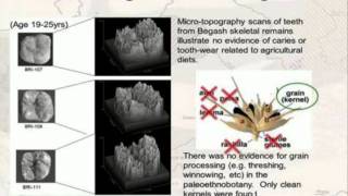 Cereal grains in Bronze Age Central Asia [upl. by Isoj]