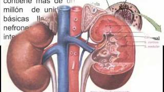 Sistema Urinario  IE  146 [upl. by Sinnek]